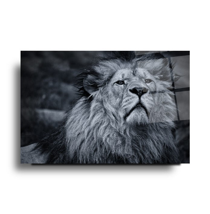 Aslan Cam Tablo