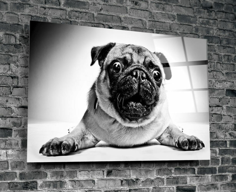 Pug Köpek Cam Tablo No:1043