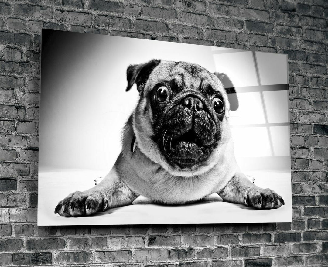 Pug Köpek Cam Tablo No:1043